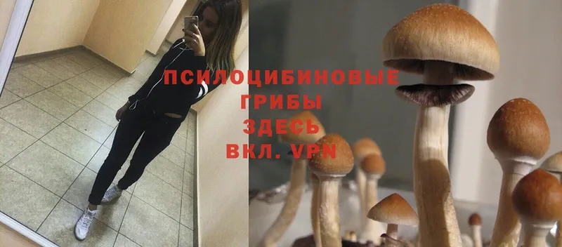 Галлюциногенные грибы Magic Shrooms  Курлово 